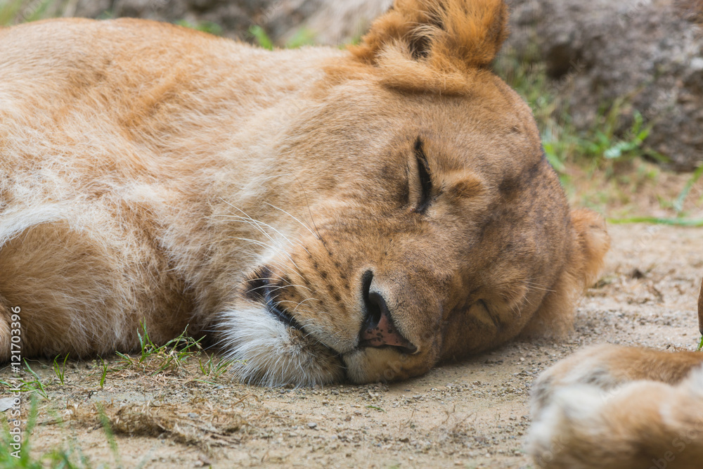 Female lion sleeping on sand. Female lion sleeping on sand.
