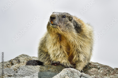 Alpine marmot © hakoar