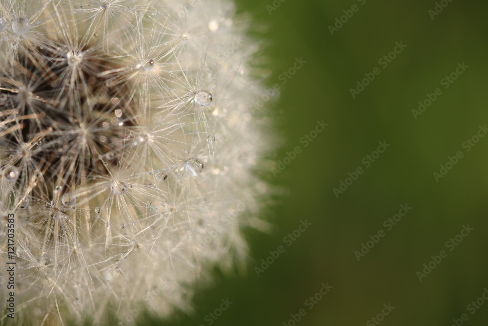 Fototapeta premium mniszek lekarski