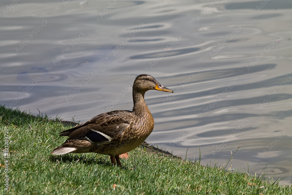 Fototapeta premium Mallard duck on the lake shore closeup