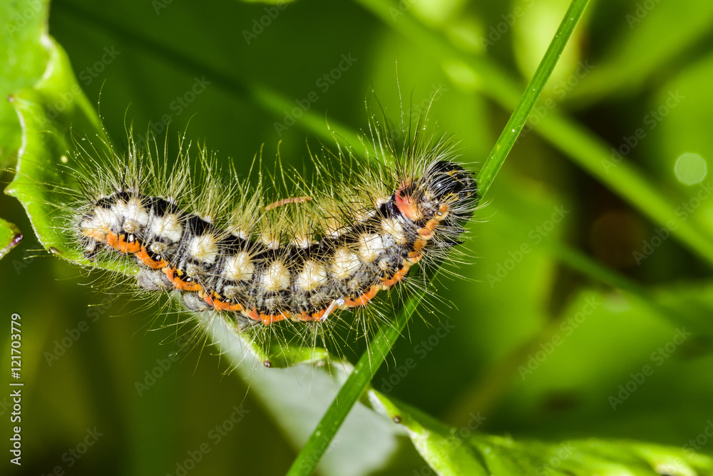 Sweet gale moth Sweet gale moth