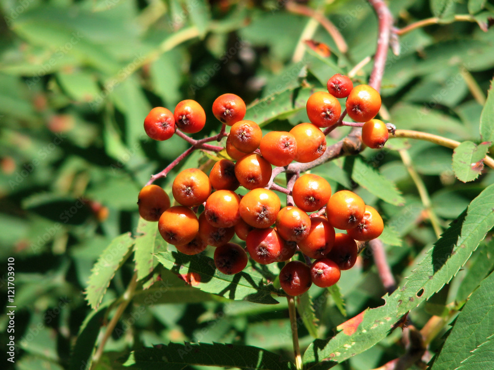Sorbus aucuparia Sorbus aucuparia