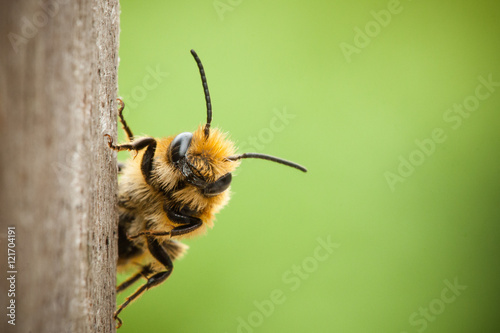 Canvas-taulu Peek-a-boo bee close up