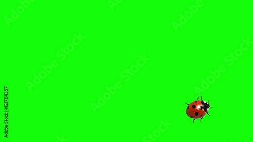 Ladybug on green screen CG animated, seamless loop