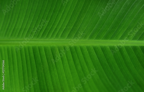 Banana leaf close up detail  Texture background  selective focus