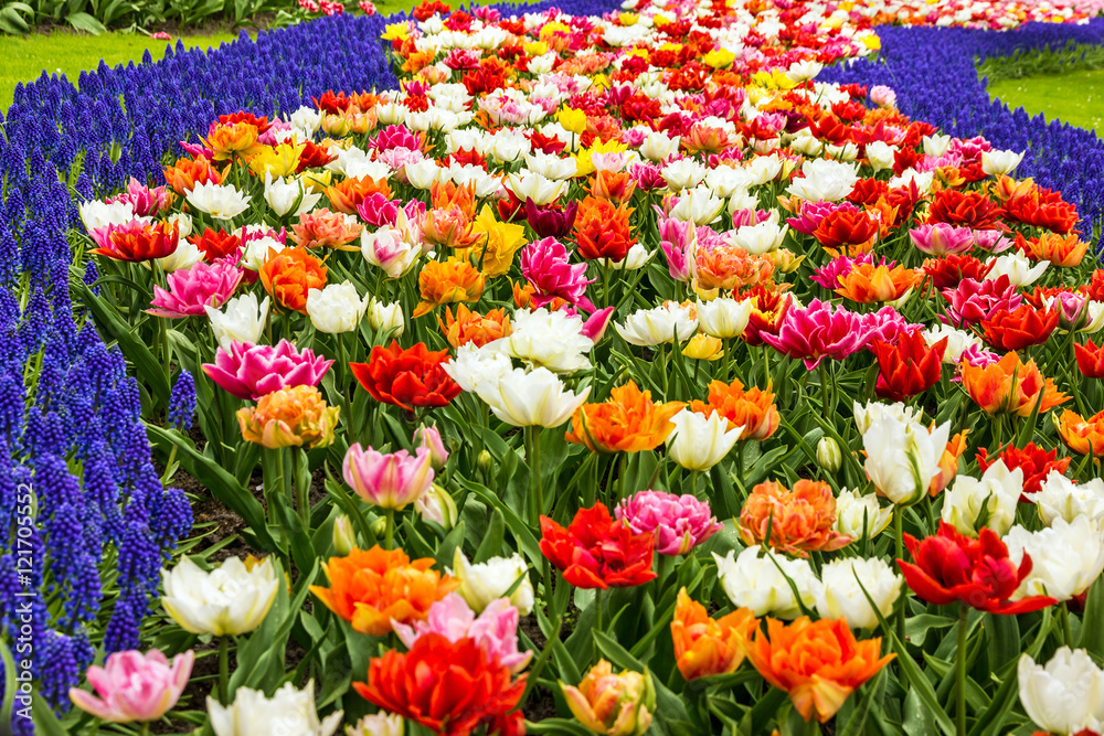 tulips and hyacinths flowerbed, Holland, park Keukenhof
