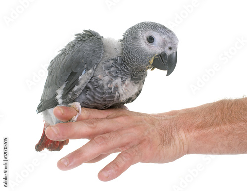 baby gray parrot