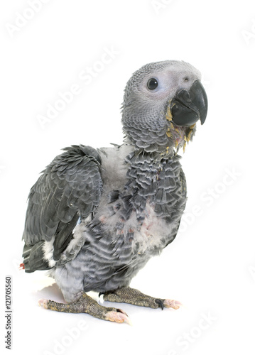 baby gray parrot