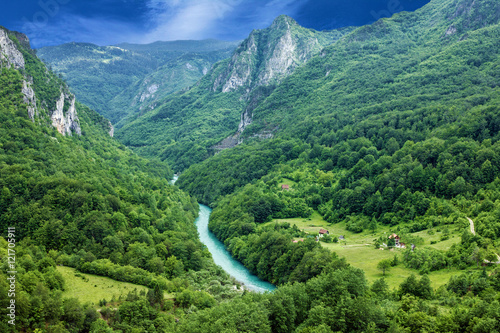 Mountain river Tara and forest in Montenegro photo