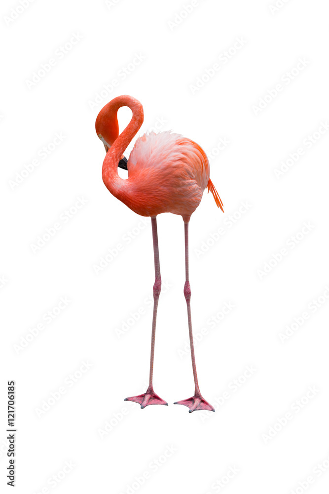 Fototapeta premium Caribbean Flamingos isolated on white background.