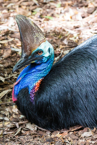 Cassowary