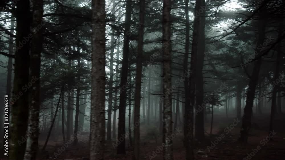 Pov driving passing by forest mountain pine trees surrounded in mist and fog. Pov driving passing by forest mountain pine trees surrounded in mist and fog.