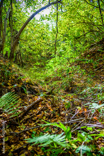 Beautiful green forest at Vitosha, Sofia, Bulgaria