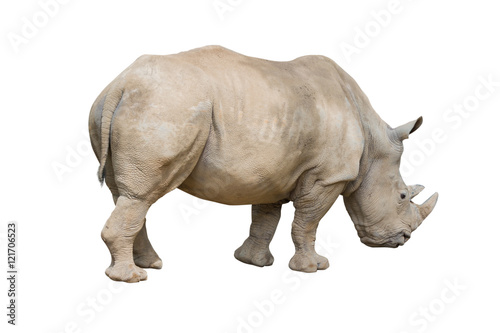 rhinoceros walking isolated on white background.