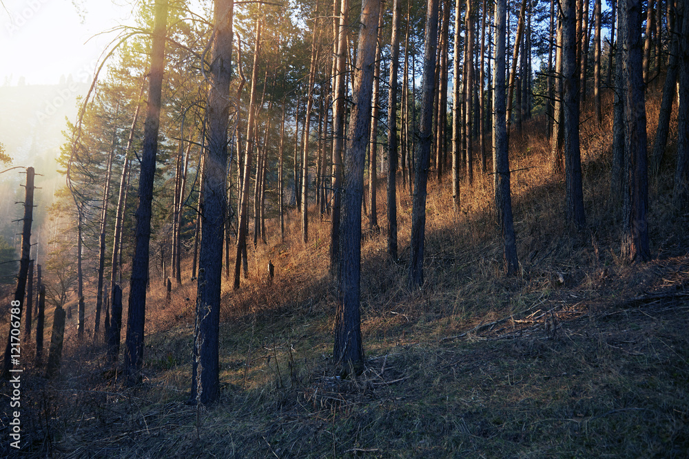 Fototapeta premium European forest