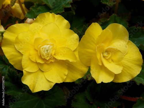 yellow flowers of begonia plant