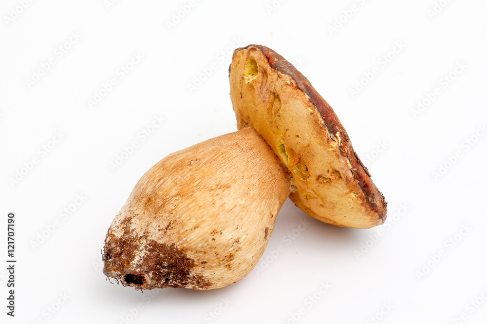 just harvested mushrooms . boletus edulis just harvested mushrooms . boletus edulis