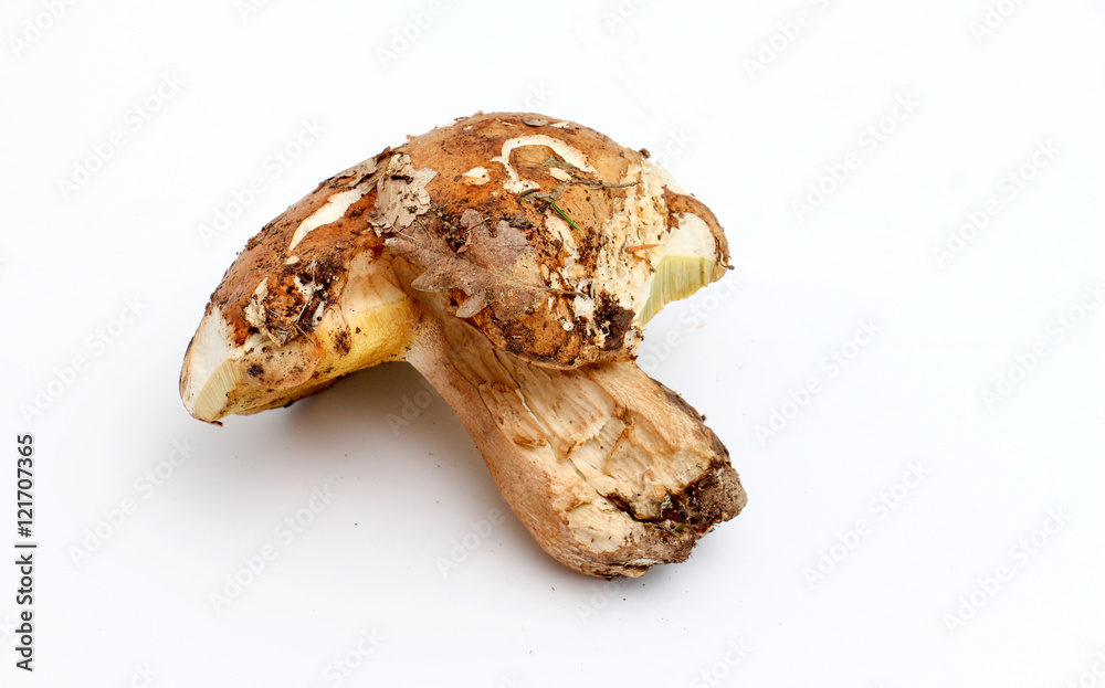 just harvested mushrooms . boletus edulis just harvested mushrooms . boletus edulis