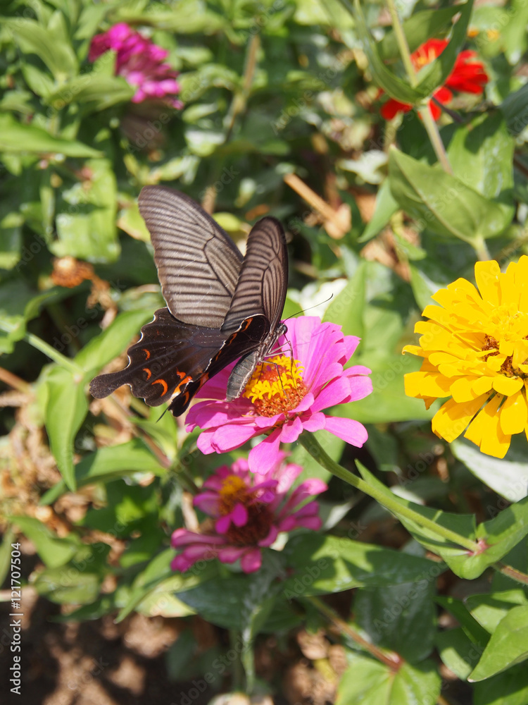 Fototapeta premium 蝶2