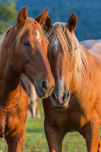 Fototapeta Naklejka Na Ścianę i Meble -  Chevaux