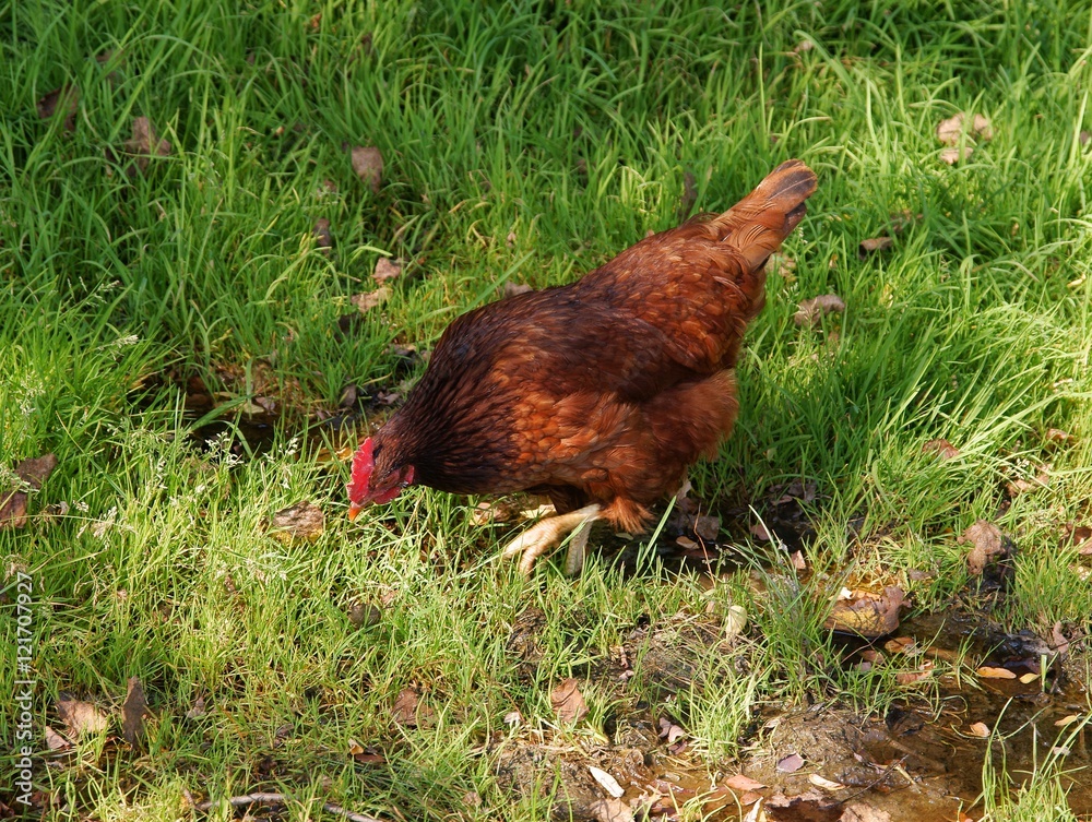 Fototapeta premium red domestic hen on meadow