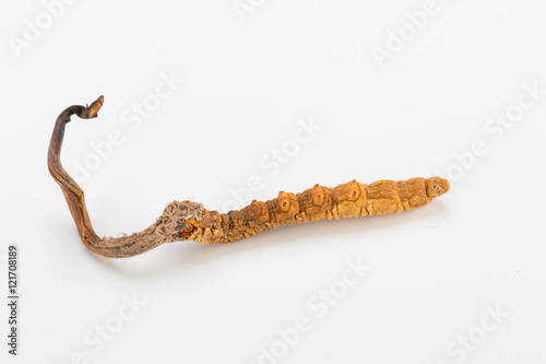 Yarsagumba Ingredient used in Traditional Chinese Medicine Yartsa Gunbu isolated on white background - Cordyceps sinensis