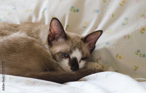 Cute cat sleeping on the couch soft focus image. © tewpai