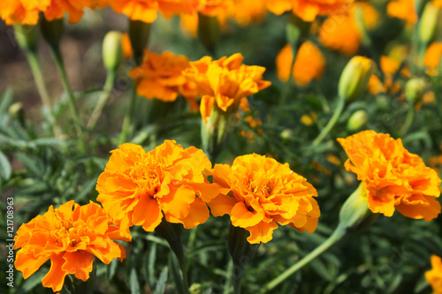 Three blooming marigold