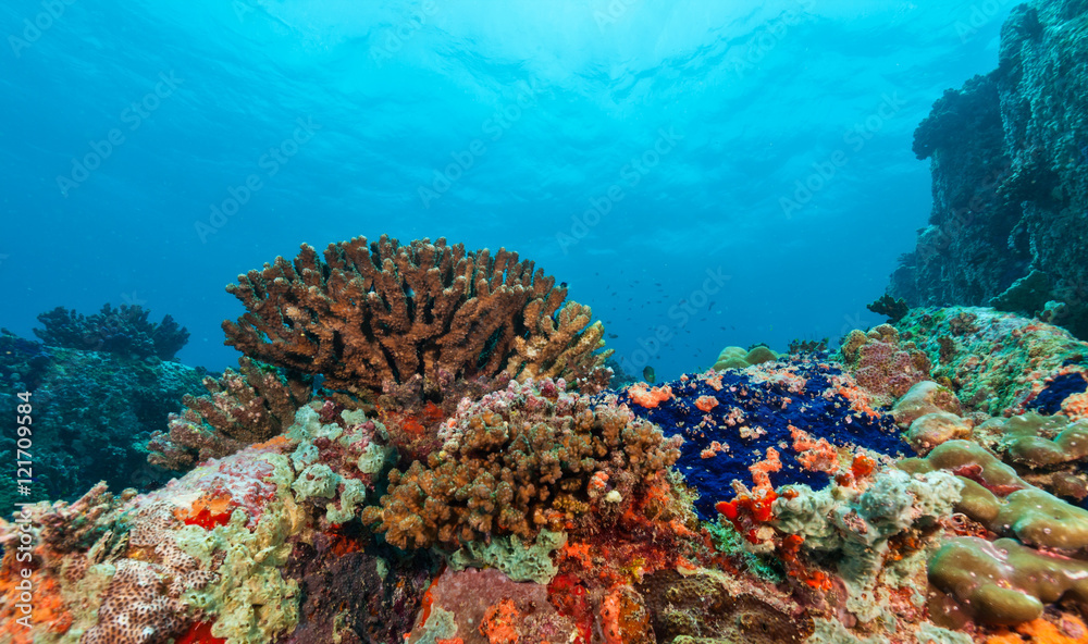 Fototapeta premium Underwater coral reef background