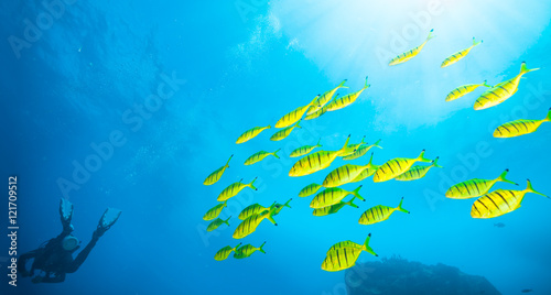 Photography Flock of yellow fish with scuba diver