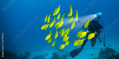 Flock of yellow fish with scuba diver photographer