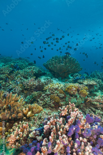 Underwater coral reef background © Jag_cz