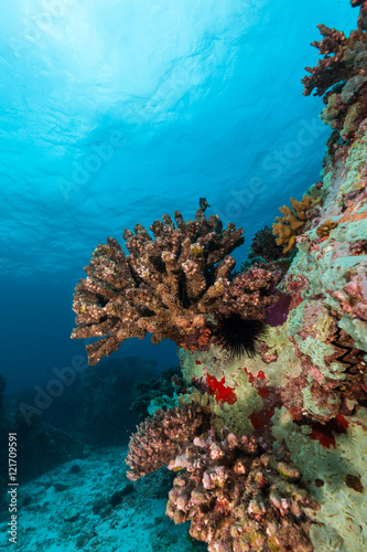 Fototapeta Naklejka Na Ścianę i Meble -  Underwater coral reef background