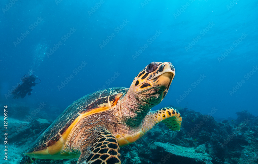 Obraz premium Hawksbill Sea Turtle in Indian ocean