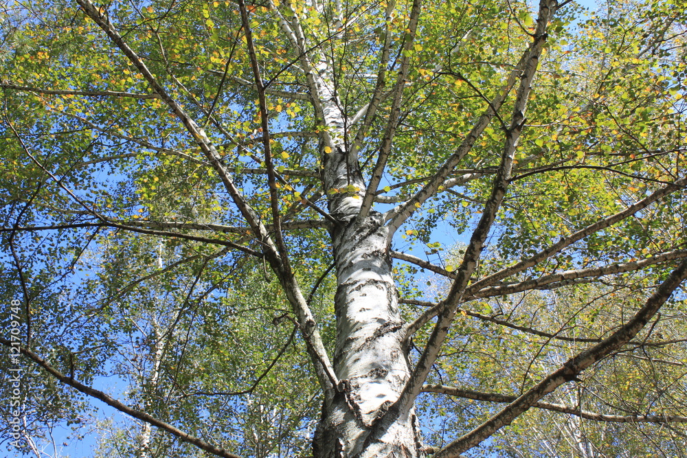 Fototapeta premium The trunk of birch close up in birch grove on clear day in early autumn