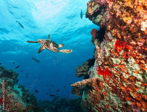 Hawksbill Sea Turtle flowing in coral reef
