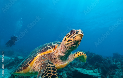 Hawksbill Sea Turtle in Indian ocean