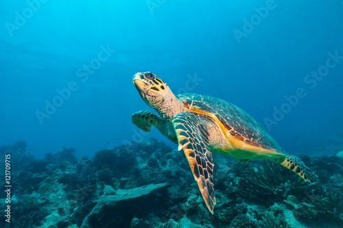 Fototapeta Naklejka Na Ścianę i Meble -  Hawksbill Sea Turtle in Indian ocean