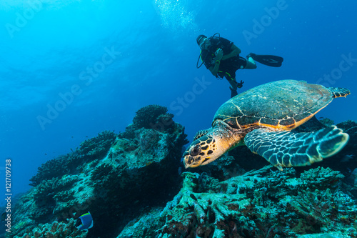Scuba diver with Hawksbill turtle