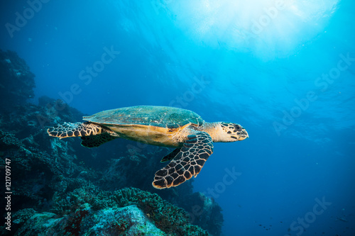 Tablou canvas Hawksbill Sea Turtle in Indian ocean