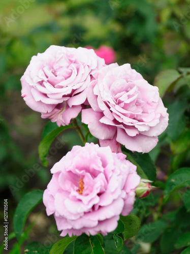 pink roses © Евгений Кожевников