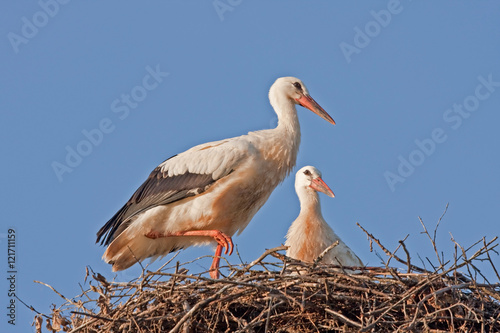 Young white storks on the nest (Ciconia ciconia)