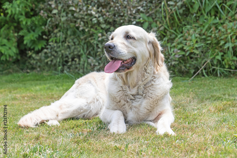 Portrait of the Golden Retriever dog with protruding tongue is lying on the lawn. The dog is looking ahead. Green plants are in the background. Horizontally. Portrait of the Golden Retriever dog with protruding tongue is lying on the lawn. The dog is looking ahead. Green plants are in the background. Horizontally.