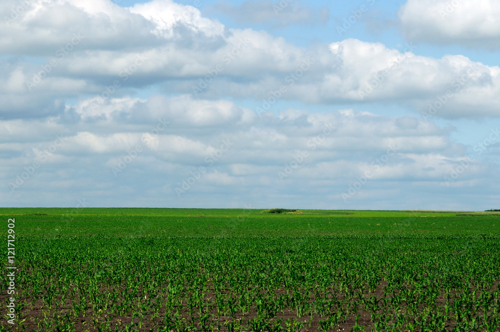 rural landscape. bright juicy green of the fields. grow a new crop.