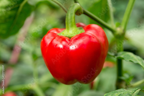 red pepper growing in the garden