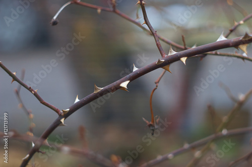rose thorns