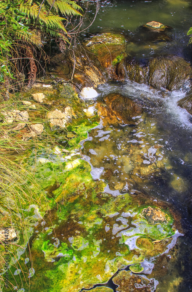 Obraz premium Green algae in Rotorua