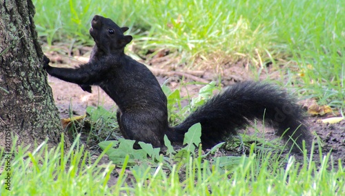 Black Squirrel