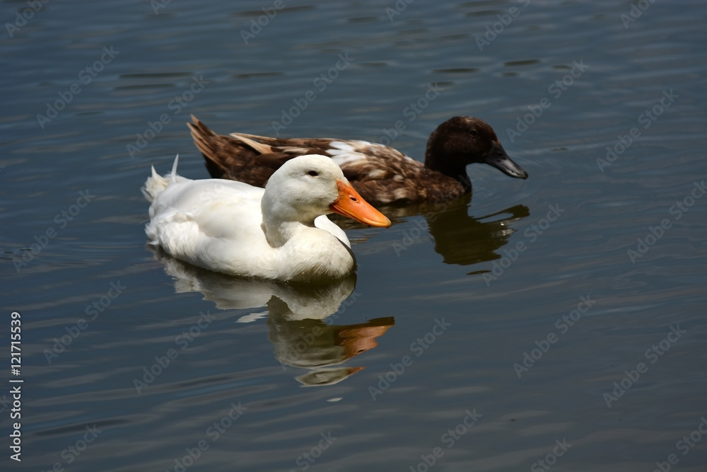 wild ducks swimming in water