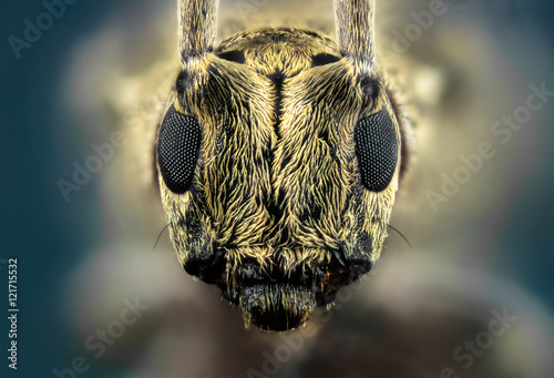bug insect macro wild nature eye animal close antennae  © murgvi